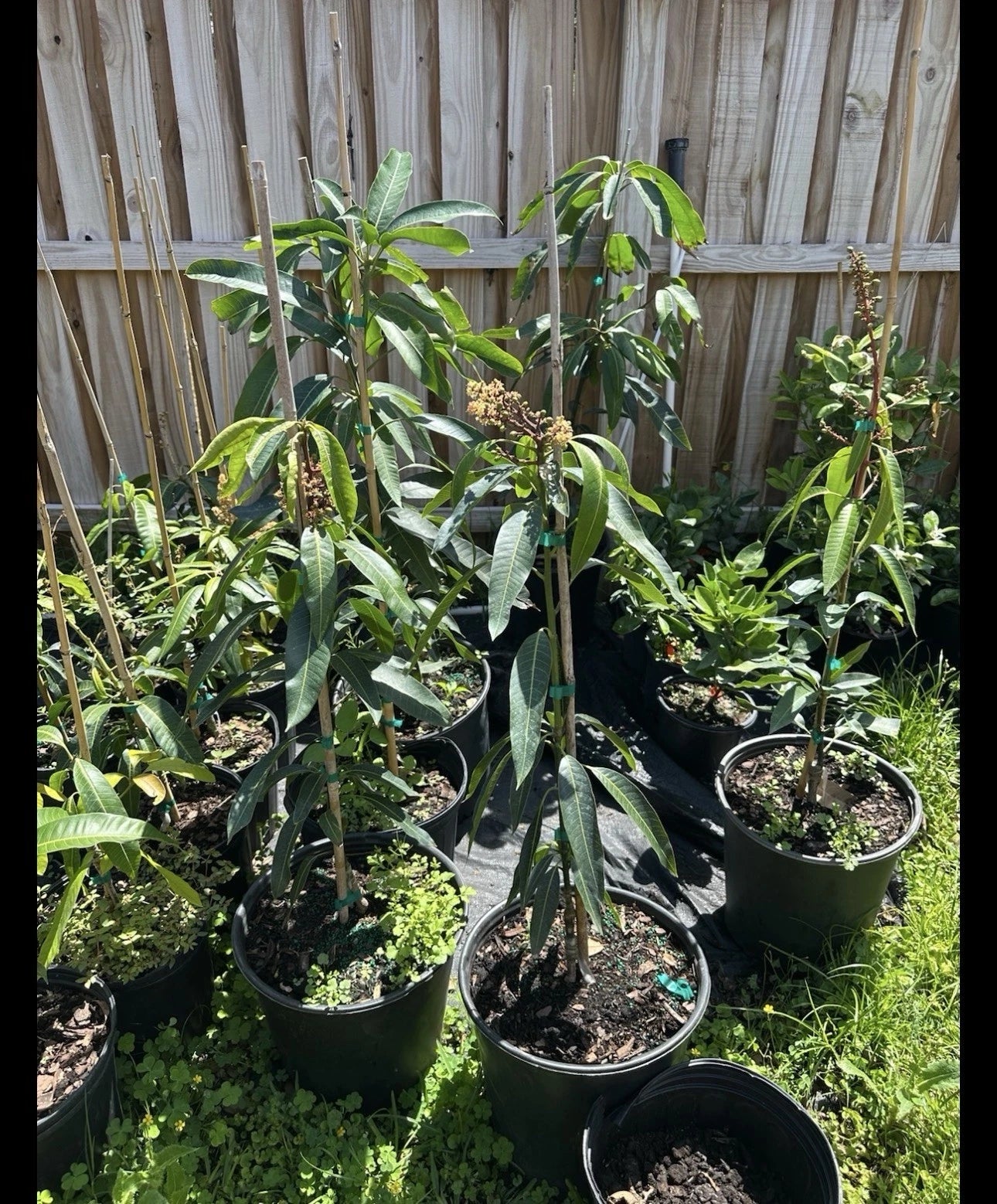 Flowering Alphonso MANGO TREE GRAFTED. Ship To All States. Actual Pics. 5 Gallon