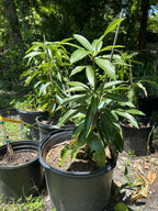 Supreme Tree Box: 1-Mango 1-orange 1-avocado 1-lychee 1-longan 1-sugar Apple