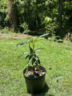 Flowering Kesar MANGO TREE GRAFTED. Ship To All States. 3 Gallons
