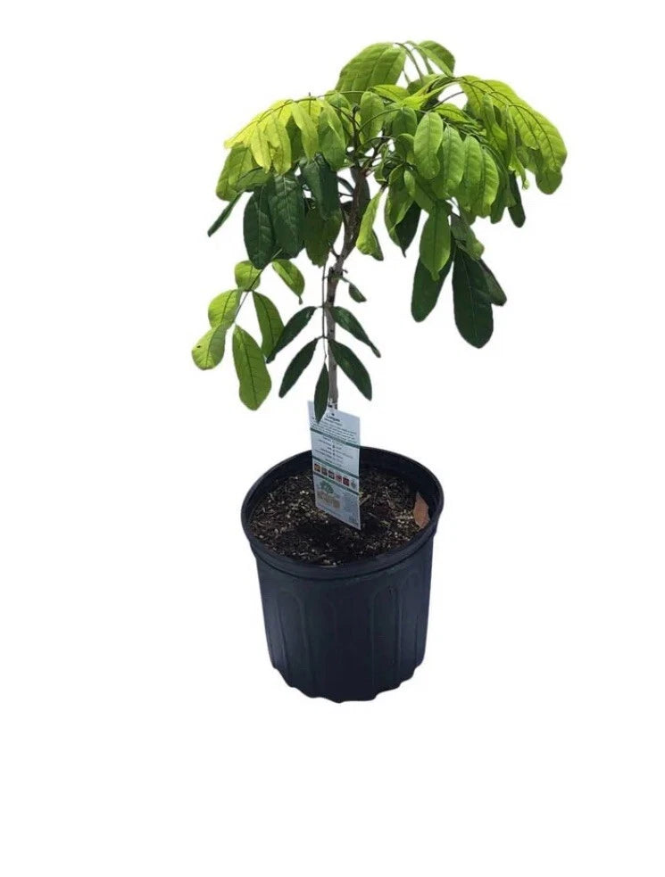 Biew Kiew Longan Air Layered. 2-5-4Feet Tall. Ship To All States. Priority Mail