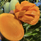 Malika Dwarf Cold Hardy MANGO TREE GRAFTED 3-5 Ft Tall. 7 Gallon Size