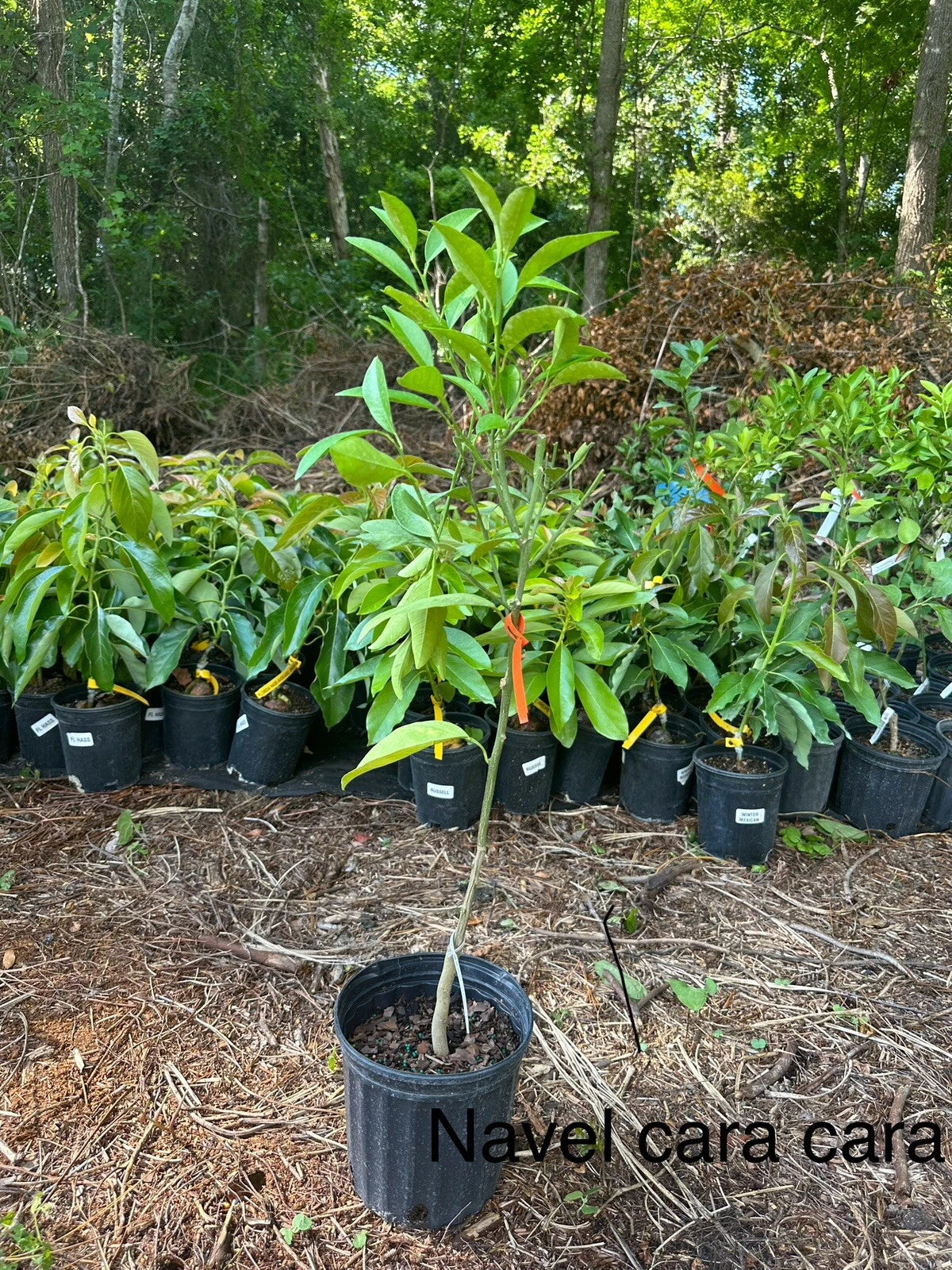Supreme Tree Box: 1-Mango 1-orange 1-avocado 1-lychee 1-longan 1-sugar Apple