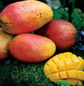 Kent Fast Growing MANGO TREE GRAFTED 3-5Ft Tall.Ship To CA&PR. 7 Gallon Tree