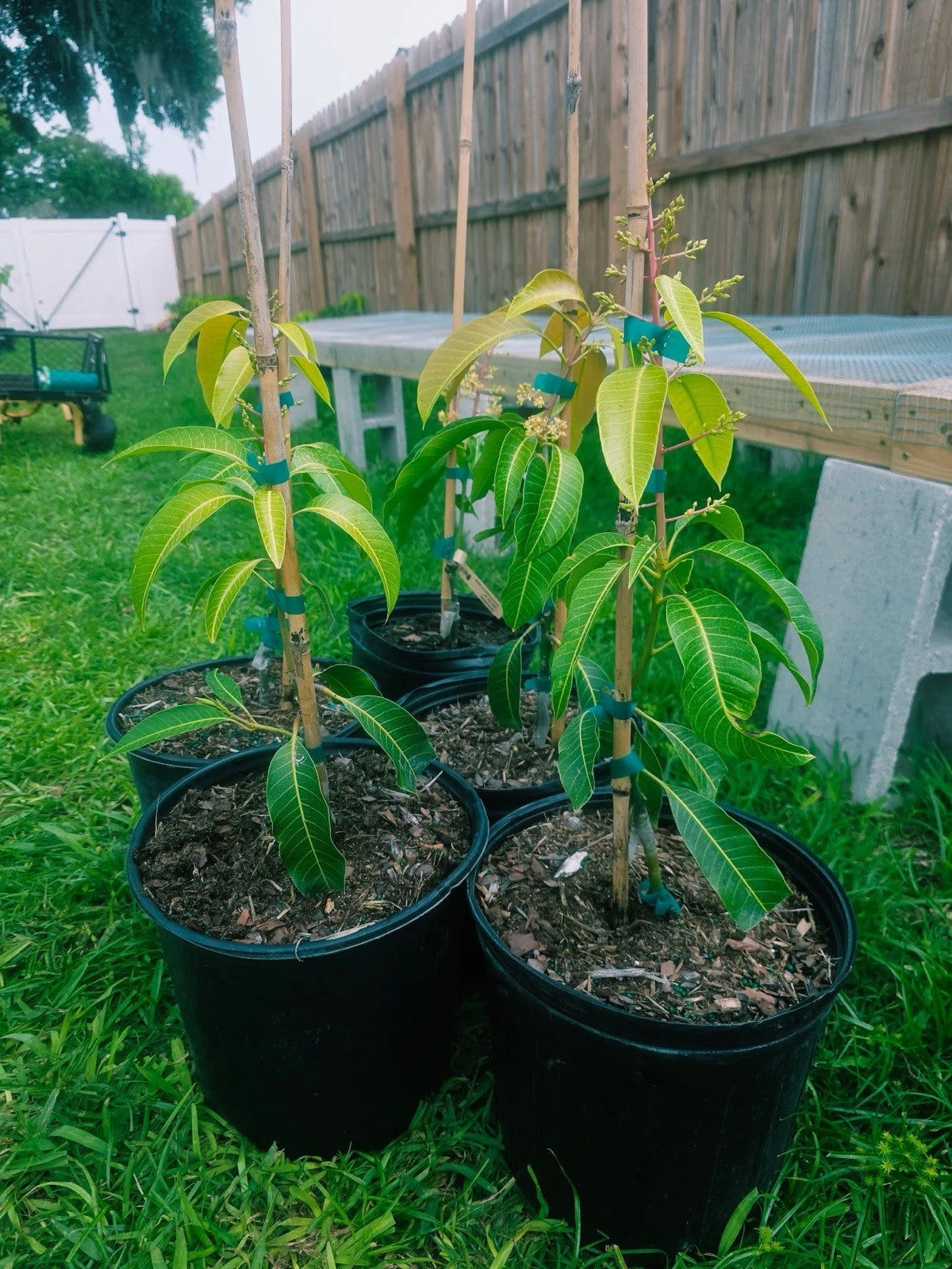 Flowering Malika Dwarf Cold Hardy MANGO TREE GRAFTED .Ship To CA&PR. 3 Gallons