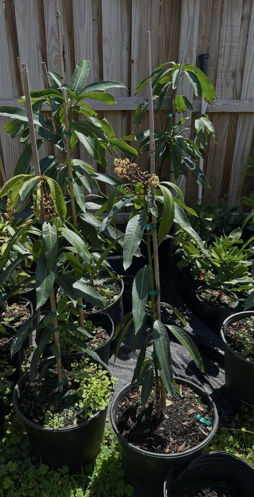 Fruiting Or Flowering Coconut Cream Mango Grafted Tree. 5 Gallons