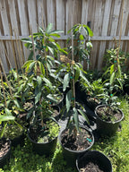 Fruiting Or Flowering CeciLove Dwarf MANGO TREE GRAFTED. 5 Gallons