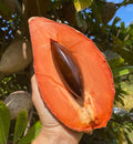 Mamey Sapote Grafted Tree 2-4ft. We Ship To All States