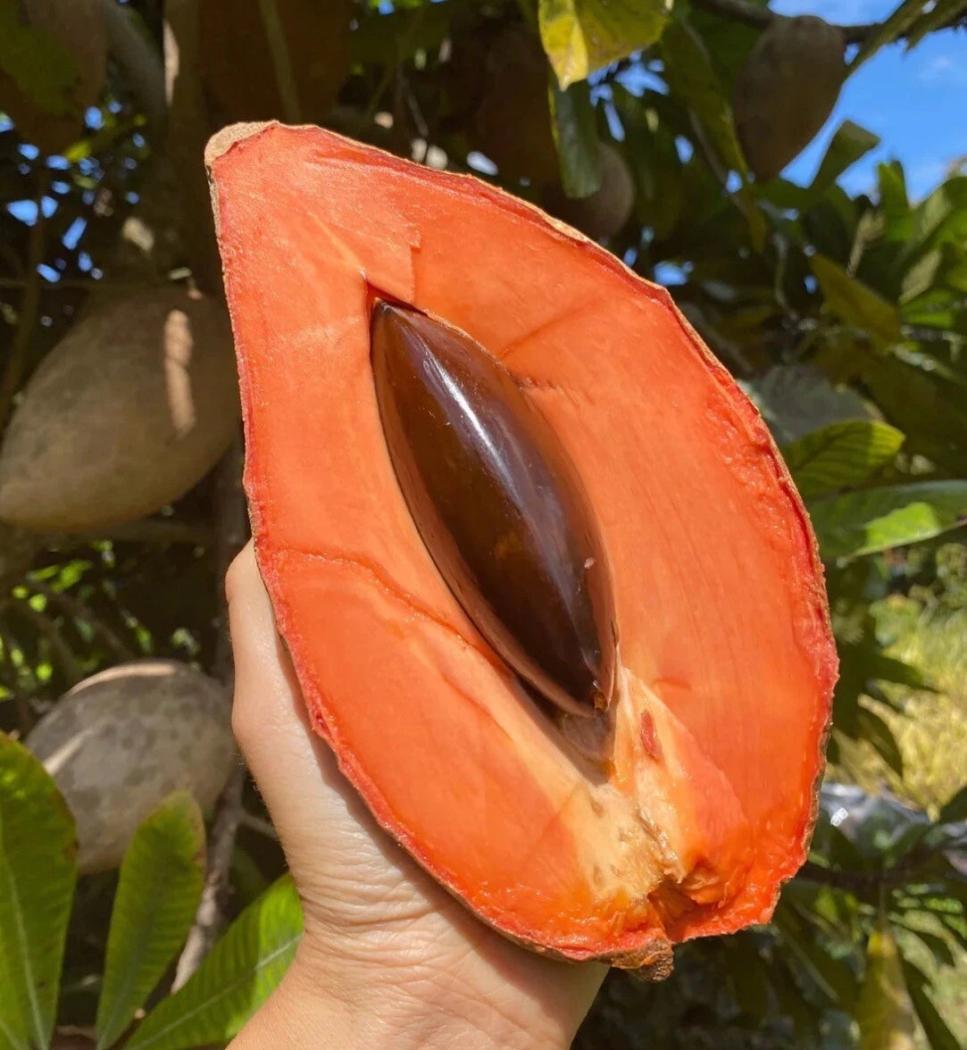 Mamey Sapote Grafted Tree 2-4ft. We Ship To All States