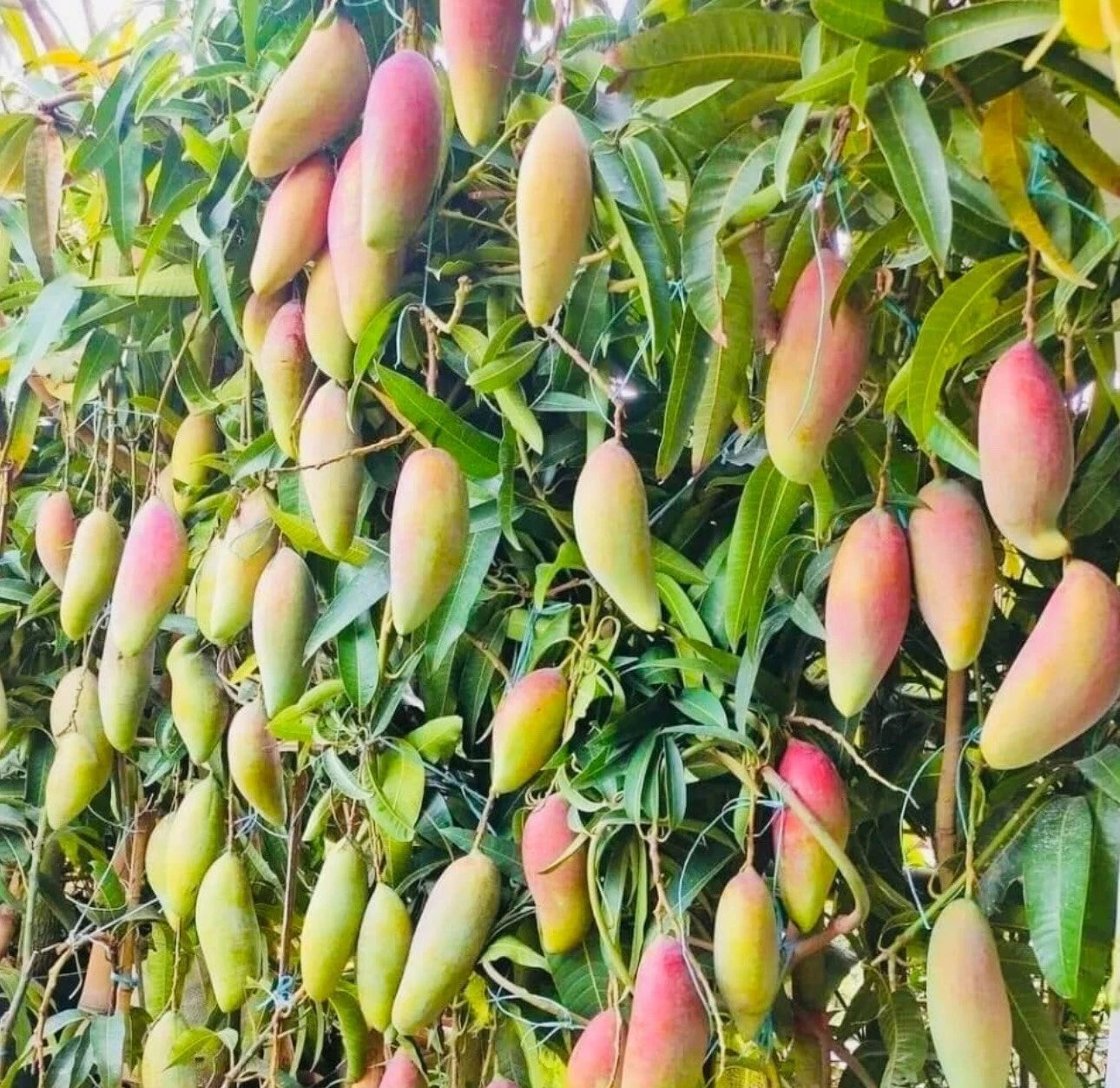 Ivory MANGO TREE GRAFTED 2-4 Ft Tall.Ship To CA&PR. Actual Photos