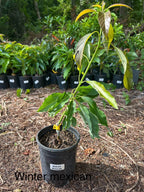 Winter Mexican Avocado Tree Grafted 2-3ft Tall Cold Hardy.Ship To All States