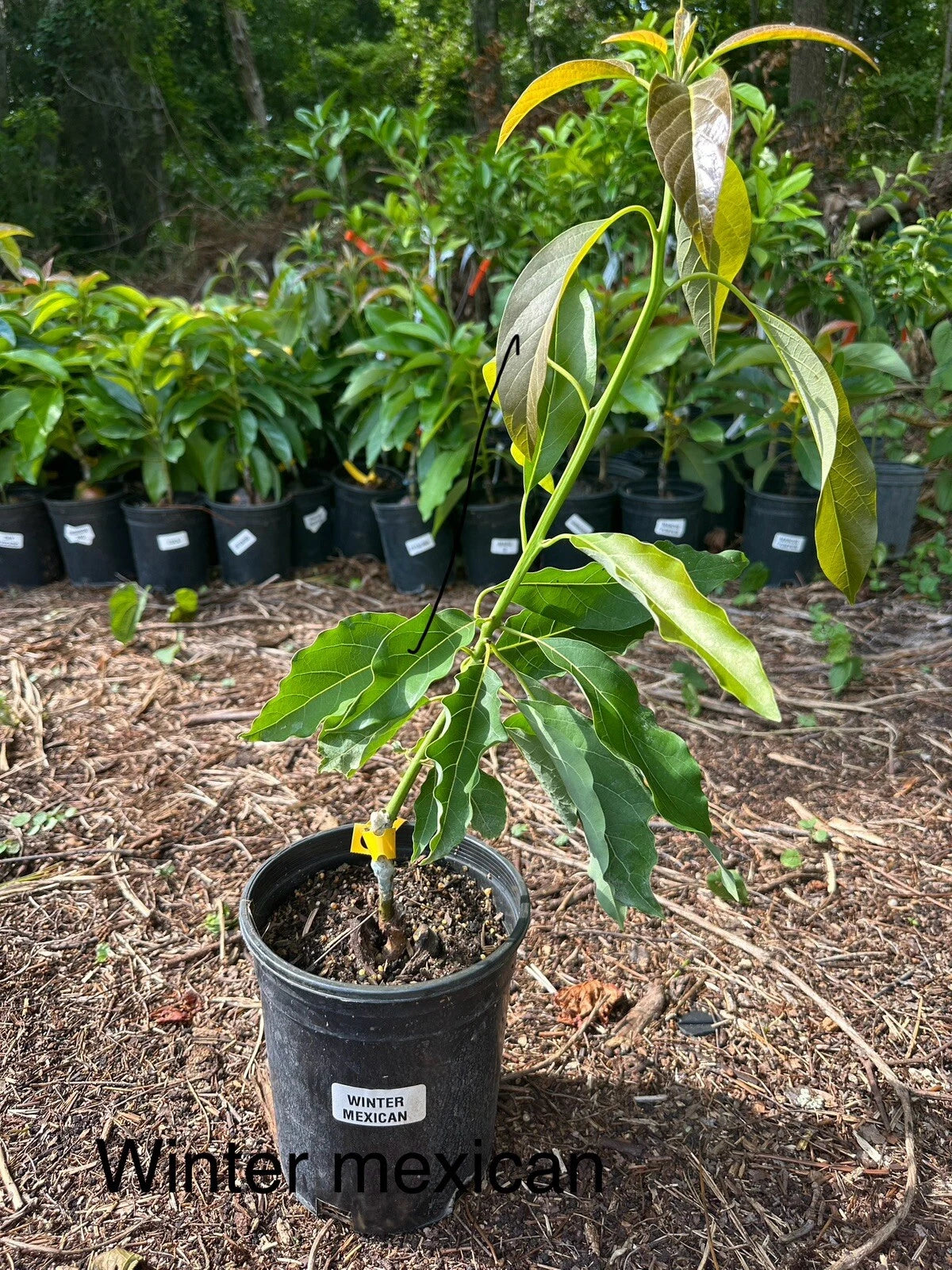 Winter Mexican Avocado Tree Grafted 2-3ft Tall Cold Hardy.Ship To All States