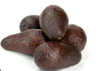 Winter Mexican Avocado Tree Grafted 2-3ft Tall Cold Hardy.Ship To All States