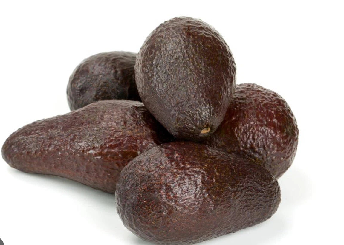 Winter Mexican Avocado Tree Grafted 2-3ft Tall Cold Hardy.Ship To All States