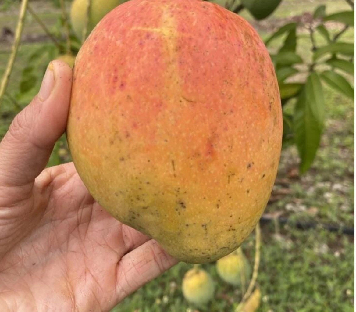 Angie Semi Dwarf Mango Grafted Tree 2-4 Ft Tall. Ship To All States