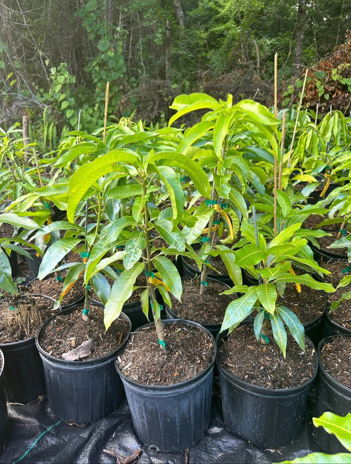 Angie Semi Dwarf Mango Grafted Tree 2-4 Ft Tall. Ship To All States