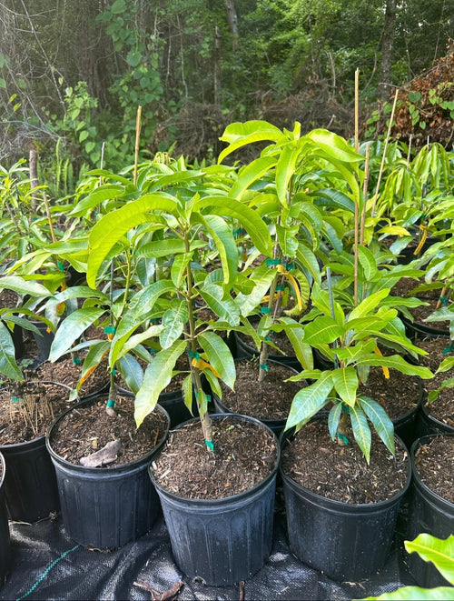 Angie Semi Dwarf Mango Grafted Tree 2-4 Ft Tall. Ship To All States