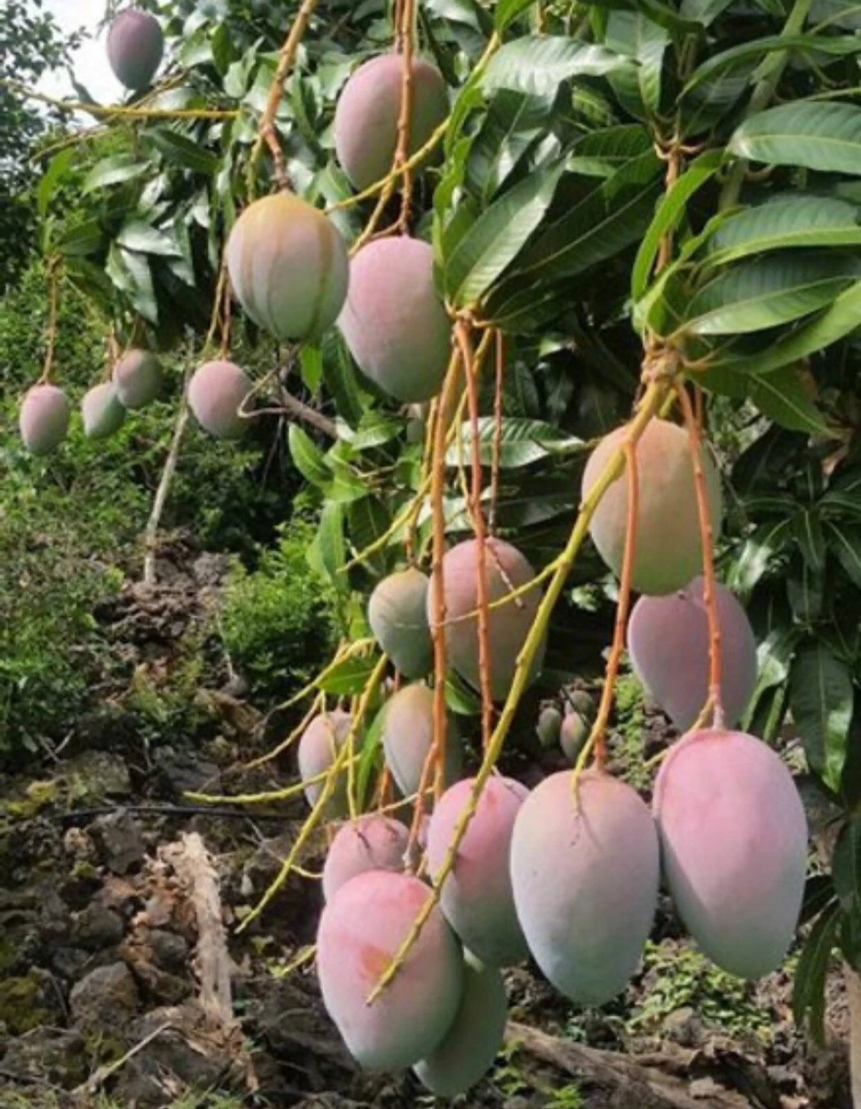 Dwarf Hawaiian MANGO TREE GRAFTED (2-4 Feet Tall). We Ship To All States.