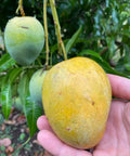 Fairchild Condo Dwarf Mango Grafted Tree 2-4 Ft Tall. Ship To All States