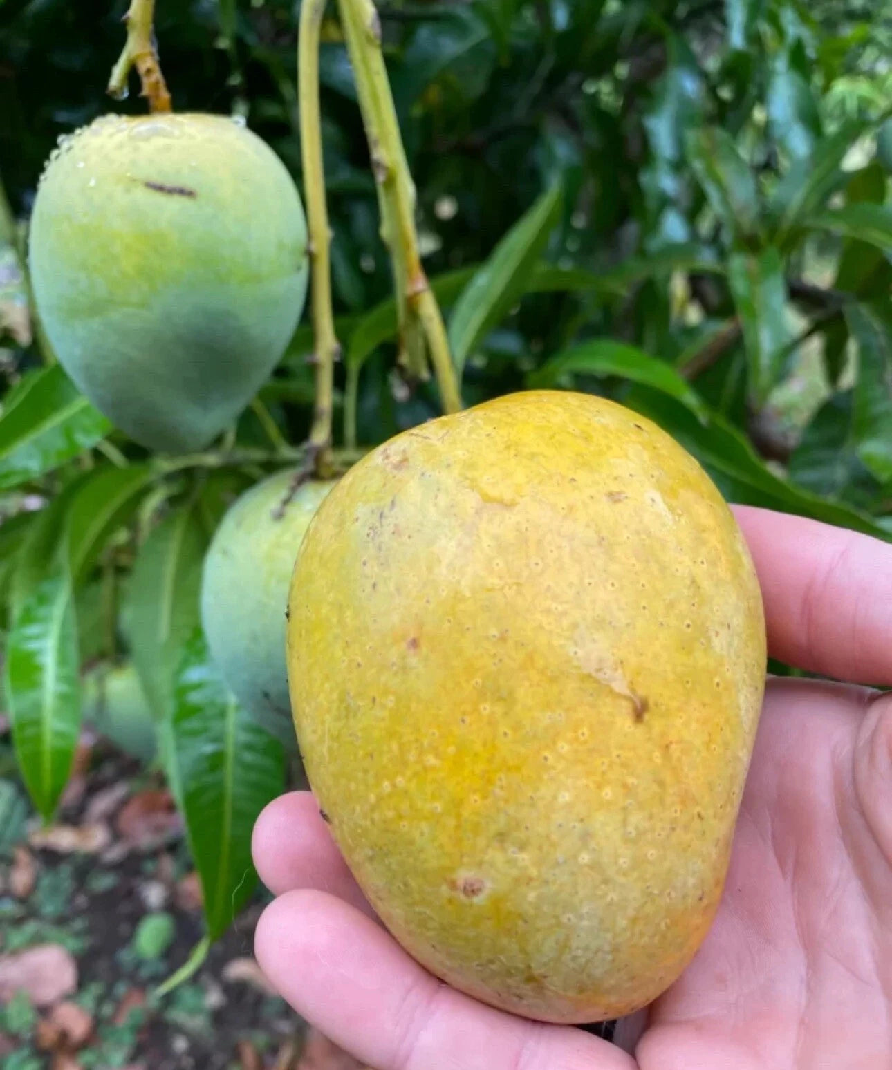 Fairchild Condo Dwarf Mango Grafted Tree 2-4 Ft Tall. Ship To All States