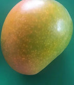 Florigon Mango Grafted Tree 2-4 Ft Tall. Ship To All States