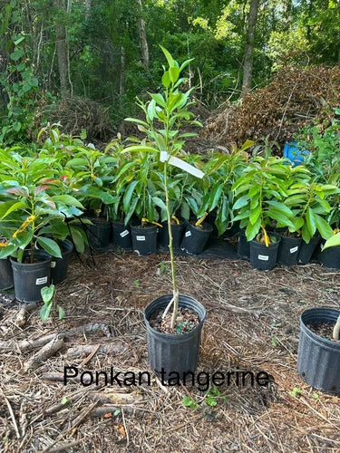 Orange Dream Tree Box: 1-moro Blood 1-Valencia 1-Caracara 1-Tangerine