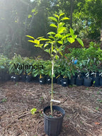 Orange Dream Tree Box: 1-moro Blood 1-Valencia 1-Caracara 1-Tangerine