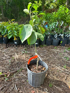 Orange Dream Tree Box: 1-moro Blood 1-Valencia 1-Caracara 1-Tangerine
