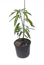 Irwin (Miyazaki) Egg Of Sun MANGO TREE GRAFTED 2-4 Ft.Ship To All States.