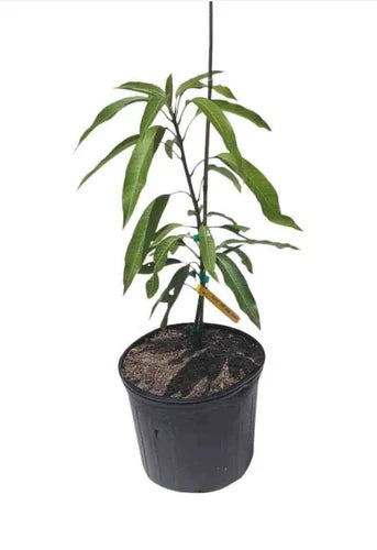 Irwin (Miyazaki) Egg Of Sun MANGO TREE GRAFTED 2-4 Ft.Ship To All States.