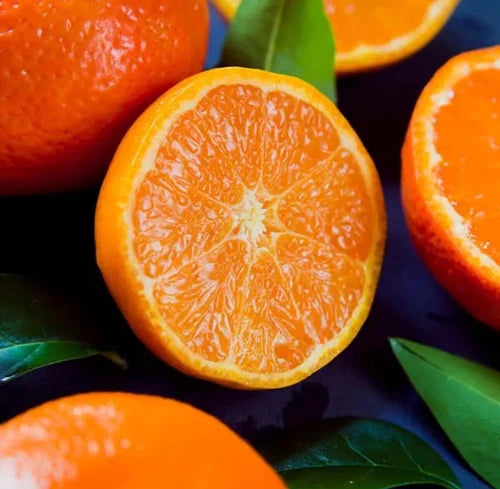 Calamondin Orange Tree. 2-4ft Tall. Self-pollinating Grafted. Ship To All State