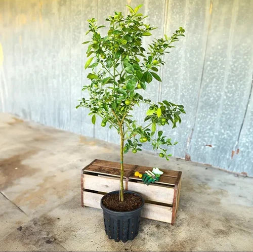Calamondin Orange Tree. 2-4ft Tall. Self-pollinating Grafted. Ship To All State