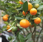Calamondin Orange Tree. 2-4ft Tall. Self-pollinating Grafted. Ship To All State