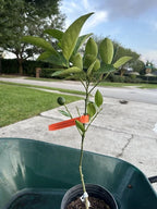 Grafted Semi Dwarf MORO Blood Orange Citrus Tree Citrapot. We Ship To CA &PR