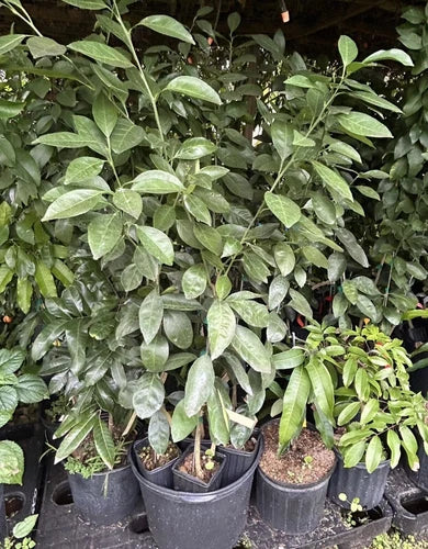 Grafted Semi Dwarf MORO Blood Orange Citrus Tree Citrapot. We Ship To CA &PR