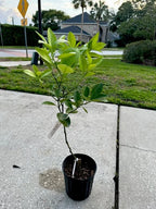 Red navel orange tree (grafted) 3-4 Feet Tall. We Ship To CA &PR