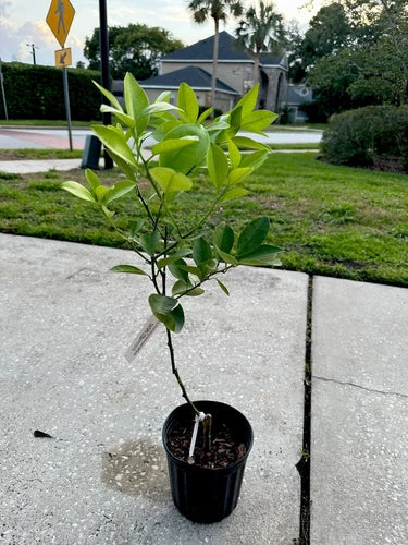 Red navel orange tree (grafted) 3-4 Feet Tall. We Ship To CA &PR