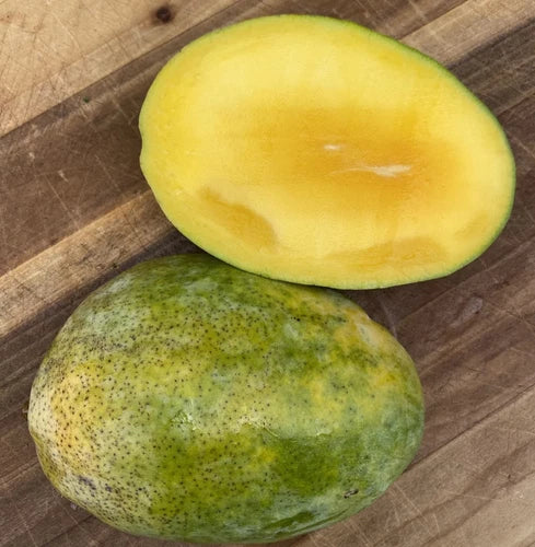MAHA CHANOOK THAI MANGO TREE GRAFTED (2-4 Feet Tall). We Ship To CA &PR.