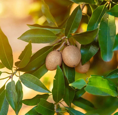 Sapodilla Tree 2-3FT Ready To Fruit
