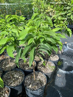 Sugar Apple Grafted Tree 2-4 Ft Long. Ship To CA&PR