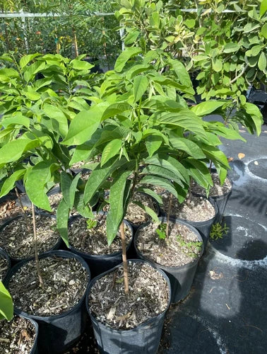 Sugar Apple Grafted Tree 2-4 Ft Long. Ship To CA&PR