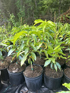 Fruit Punch MANGO TREE GRAFTED 2-4 Ft Tall.Ship To CA&PR. Actual Photos