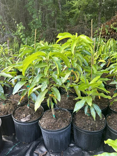Fruit Punch MANGO TREE GRAFTED 2-4 Ft Tall.Ship To CA&PR. Actual Photos