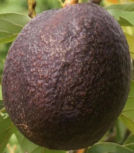 Maria Black Grafted Avocado tree 2-4 Ft Tall. Ship To CA&PR. Actual Pics