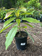Maria Black Grafted Avocado tree 2-4 Ft Tall. Ship To CA&PR. Actual Pics