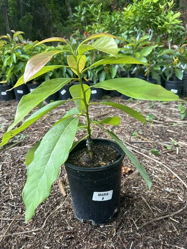 Maria Black Grafted Avocado tree 2-4 Ft Tall. Ship To CA&PR. Actual Pics
