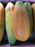 Red Lady Papaya Tree 1.5-3 Ft