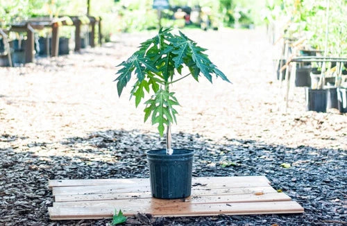 Red Lady Papaya Tree 1.5-3 Ft