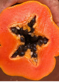 Red Lady Papaya Tree 1.5-3 Ft
