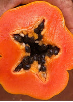 Red Lady Papaya Tree 1.5-3 Ft