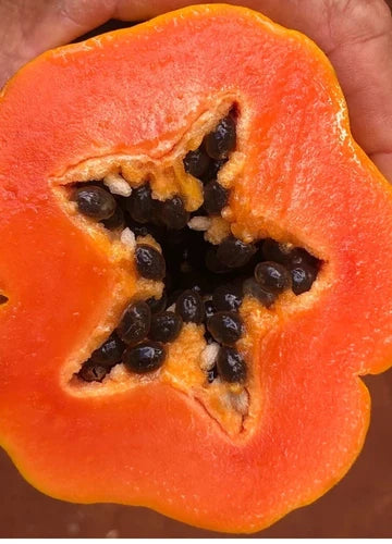Red Lady Papaya Tree 1.5-3 Ft
